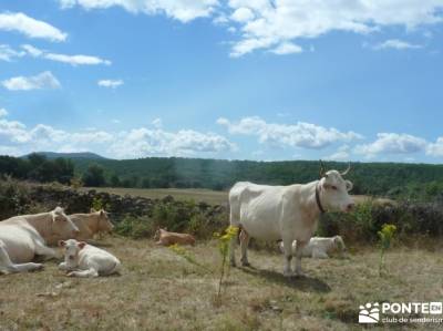 Paseo y Baño por el Valle y Río Tiétar; club solteros madrid romanico en soria museo atapuerca bu